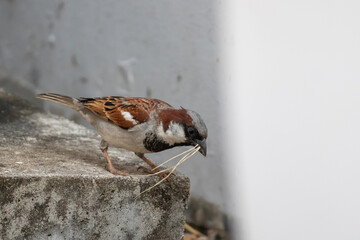 Male House Sparrow carrying nesting material in beak on concrete ledge