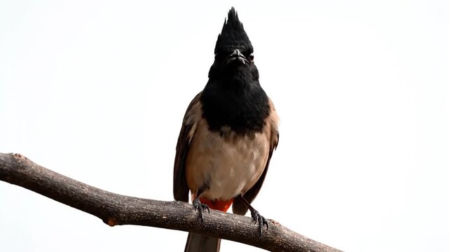 Red-vented bulbul bird perched on branch against white background