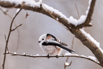 Long-tailed tit (Aegithalos caudatus) perched on a snow-covered branch in winter, Hokkaido. © KaWataru