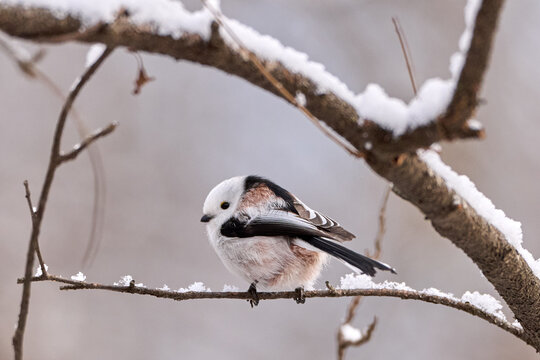 Long-tailed tit (Aegithalos caudatus) perched on a snow-covered branch in winter, Hokkaido.