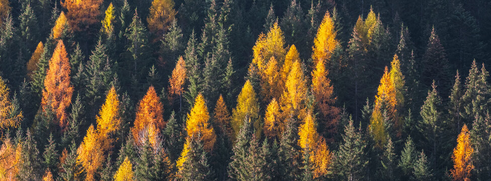 A panoramic view of a dense forest with green and golden larches. Rabbi valley,Stelvio National Park,Trentino,Italy