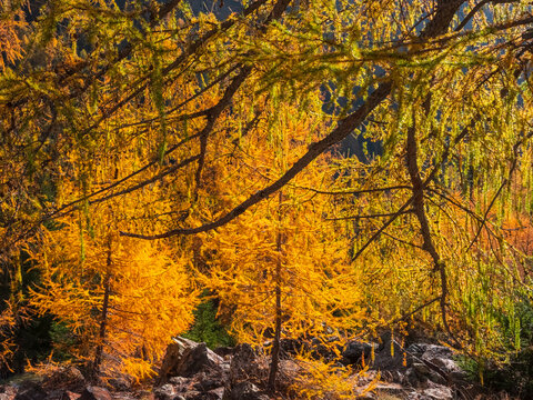 Golden larch trees in autumn sunlight, with rocks in the foreground. Rabbi valley,Stelvio National Park,Trentino,Italy