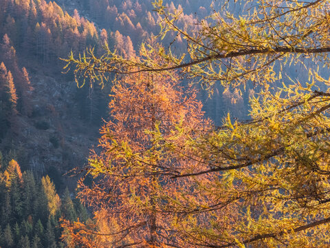 Autumnal trees in warm light, with a hillside forest in the background. Rabbi valley,Stelvio National Park,Trentino,Italy