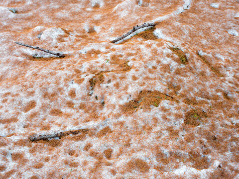 Snow-dusted ground covered in dry grass and twigs. Rabbi valley,Stelvio National Park,Trentino,Italy