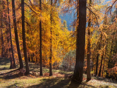 Sunlit autumn larch forest with golden needles and dark tree trunks. Rabbi valley,Stelvio National Park,Trentino,Italy