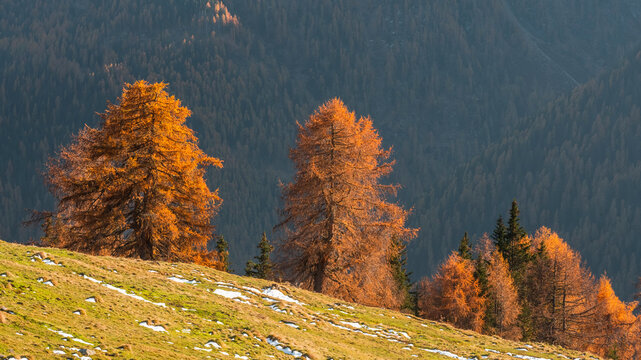 Golden larch trees on a grassy hillside with patches of snow, against a backdrop of dark evergreen forest. Rabbi valley,Stelvio National Park,Trentino,Italy