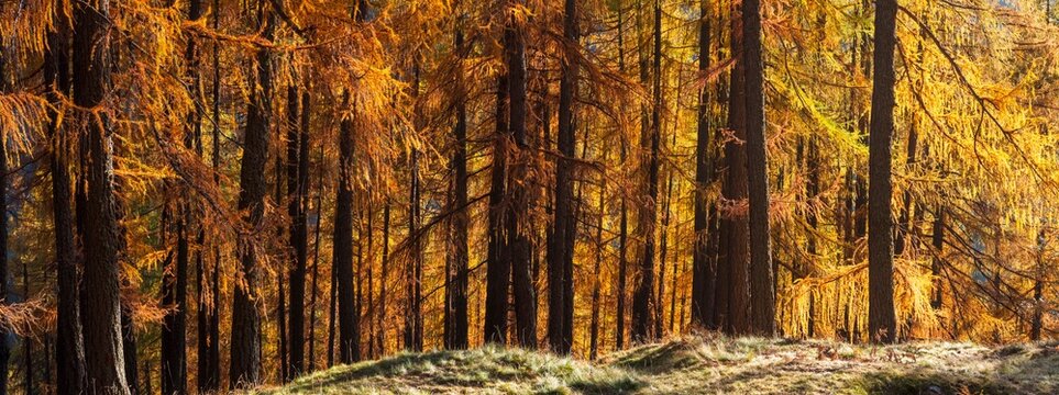 Sunlit larch trees in autumn colors, with a grassy forest floor. Rabbi valley,Stelvio National Park,Trentino,Italy