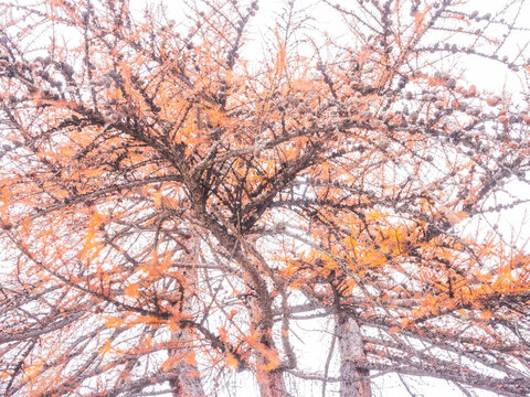Looking up at a larch tree with orange needles and small cones against a bright sky. Rabbi valley,Stelvio National Park,Trentino,Italy