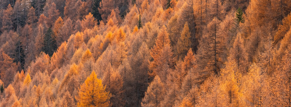 A dense forest of autumn larches covers a hillside, their needles a mix of gold and brown. Rabbi valley,Stelvio National Park,Trentino,Italy
