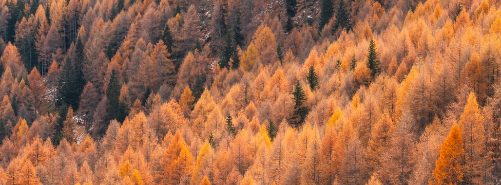 A dense forest of orange and brown larch trees, with a few green fir trees interspersed. Rabbi valley,Stelvio National Park,Trentino,Italy