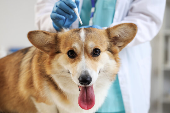Doctor applying spot-on flea medication on hair of dog in clinic