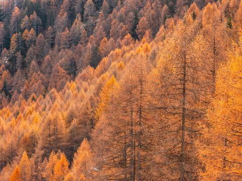 A hillside covered in dense, orange larch trees in autumn. Rabbi valley,Stelvio National Park,Trentino,Italy
