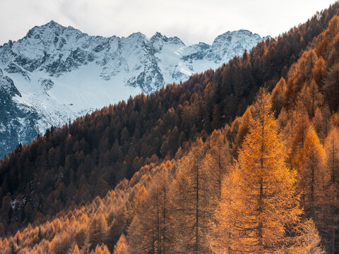 Snow-capped mountains rise behind a hillside covered in golden autumn trees. Rabbi valley,Stelvio National Park,Trentino,Italy