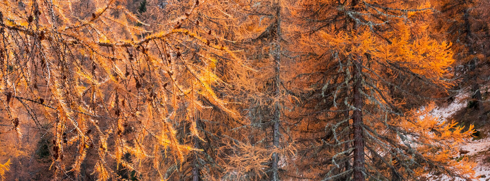 Close-up of larch trees with golden needles in autumn. Rabbi valley,Stelvio National Park,Trentino,Italy