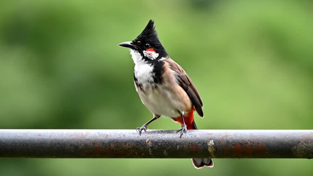 Red-whiskered bulbul bird perched on a metal bar outdoors