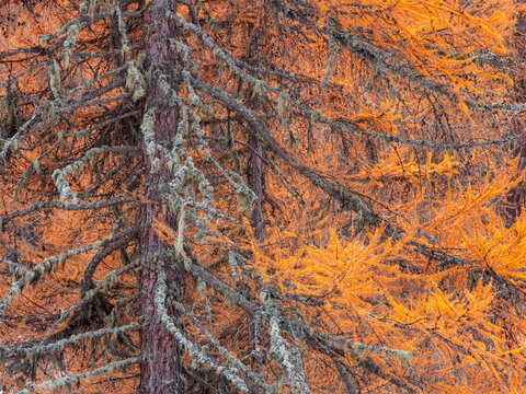 Close-up of a larch tree with orange needles and lichen-covered branches. Rabbi valley,Stelvio National Park,Trentino,Italy