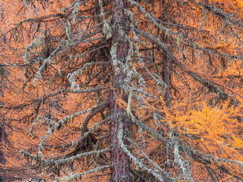 Close-up of a larch tree with orange needles and moss-covered branches. Rabbi valley,Stelvio National Park,Trentino,Italy