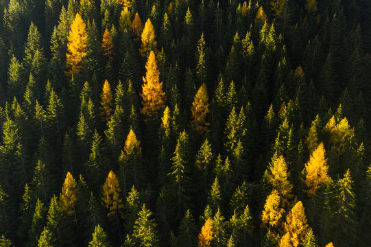 Aerial view of a dense forest with green and yellow trees. Rabbi valley,Stelvio National Park,Trentino,Italy