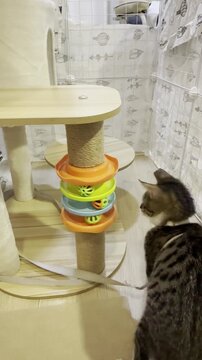 The tabby cat is playing with the bell ball on the cat tree.	
