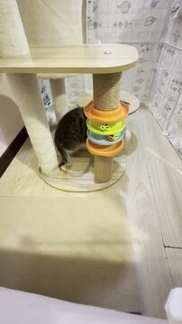The tabby cat is playing with the bell ball on the cat tree.	
