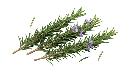Fototapeta premium Rosemary sprigs with purple flowers isolated PNG, aromatic herb on transparent background for cooking, seasoning, and culinary design