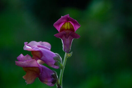 Flor Boca de Drag&oacute;n p&uacute;rpura con luz natural sobre fondo desenfocado