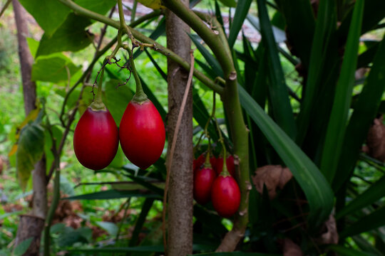 Red Tamarillo fruits (Solanum betaceum) ripening on a tree branch.