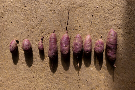 Batatas rojas frescas reci&eacute;n cosechadas. La luz resalta la textura org&aacute;nica y los tonos p&uacute;rpuras sobre un fondo de tierra c&aacute;lida. Evoca lo natural, lo saludable y la belleza de los alimentos de origen