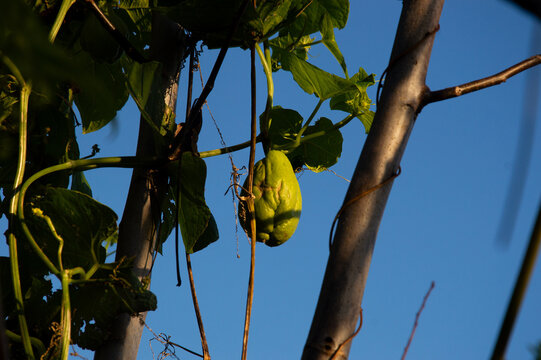 Chayote Fruit, Guatila (Sechium edule) growing in a tropical garden. The image features harsh direct sunlight creating vibrant colors and sharp textures, set against a deep blue cloudless sky. Perfect