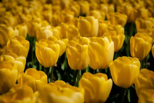 Bright Yellow Tulips in Bloom at Floriade Festival, Canberra Australia &ndash; Spring Flower Garden