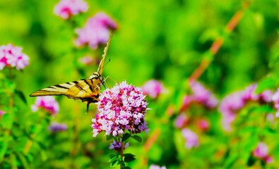 Colorful butterfly with open wings fly above the pink flower in beautiful green nature
