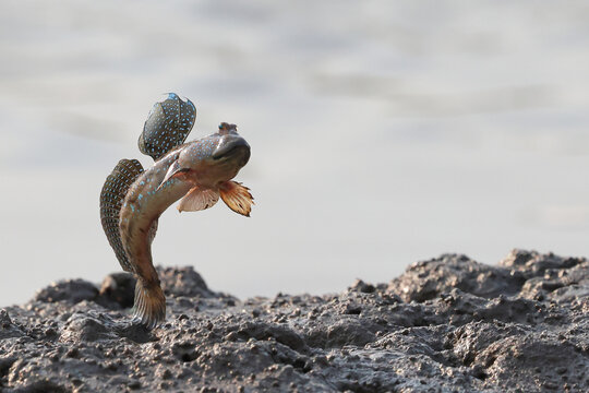 A mudskipper is jumping out of a mud puddle in the mangrove forest.