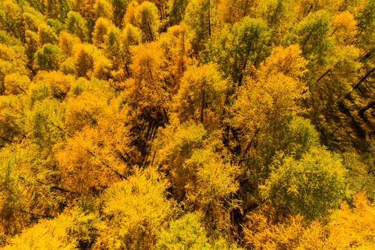 Aerial view of a dense forest of larches with trees displaying vibrant autumn colors, primarily yellow and gold. Rabbi valley,Stelvio National Park,Trentino,Italy