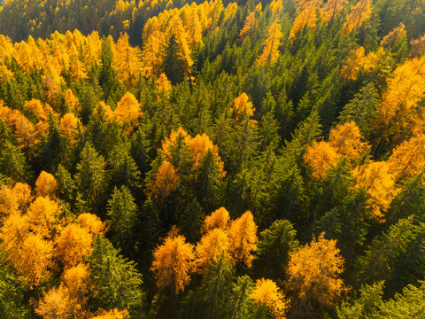 Aerial view of a forest with green and yellow trees in autumn. Rabbi valley,Stelvio National Park,Trentino,Italy