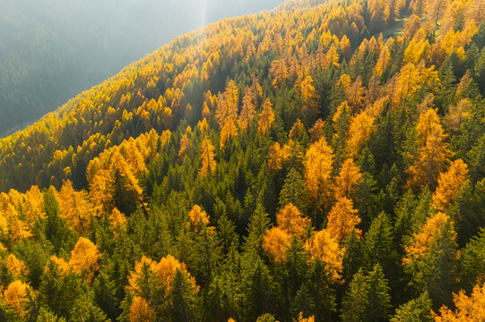 Aerial view of a mountainside covered in a dense forest with green and golden trees in autumn. Rabbi valley,Stelvio National Park,Trentino,Italy