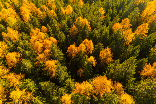 Aerial view of a forest with green and golden trees in autumn. Rabbi valley,Stelvio National Park,Trentino,Italy