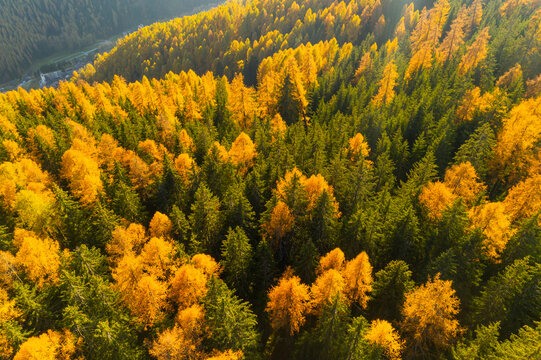 Aerial view of a forest with green and yellow larches in autumn. Rabbi valley,Stelvio National Park,Trentino,Italy
