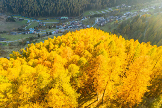 Aerial view of golden larch trees in autumn, with a village in the background. Rabbi valley,Stelvio National Park,Trentino,Italy
