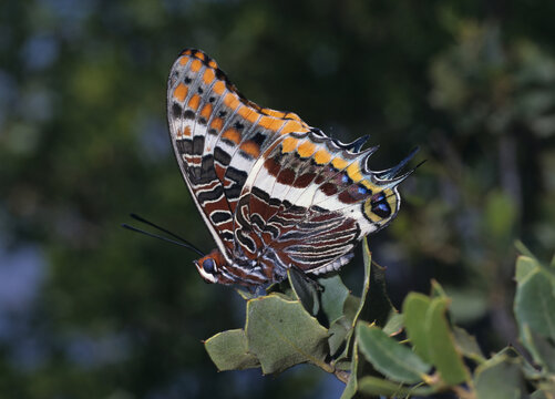 Erdbeerbaumfalter, Charaxes jasius, M&auml;nnchen, ein Schmetterling in der Familie der Edelfalter, Nymphalidae. In Kefalonia, Griechenland. Er ist der gr&ouml;&szlig;te europ&auml;ische Tagfalter.