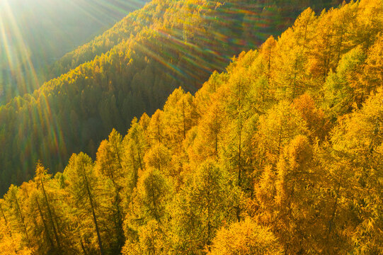 Sunlight streams through a dense forest of golden autumn larches trees on a hillside. Rabbi valley,Stelvio National Park,Trentino,Italy