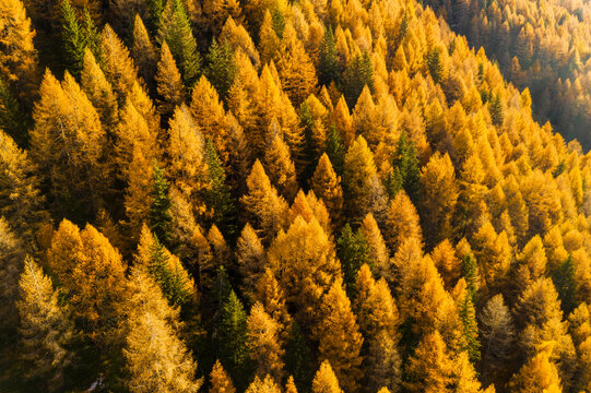 Aerial view of a dense forest with golden autumn foliage and scattered green trees. Rabbi valley,Stelvio National Park,Trentino,Italy