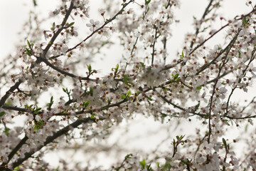 Spring cherry blossoms. Flowering tree branch with white flowers.