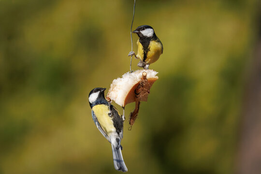 Close-up of two adult male great tits (Parus major) clinging to a stick with a piece of pork fat against an olive background on a sunny spring day.	