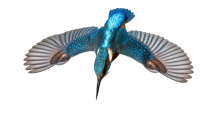 Fotobehang IJsvogel Isolated common kingfisher bird diving with outstretched wings, showcasing beautiful blue plumage  © Lyra