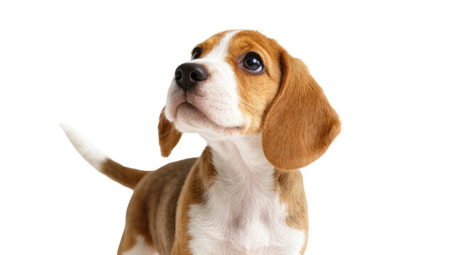 Isolated cute beagle puppy standing and looking up, sweet innocent young dog portrait