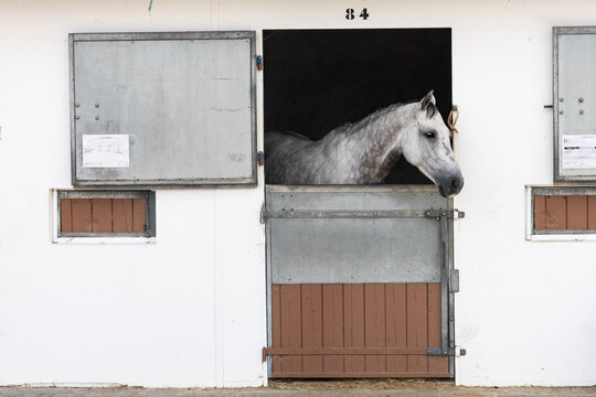 cheval &agrave; la porte d'une &eacute;curie