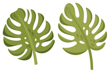 Flat vector illustration of tropical monstera leaves. Green jungle plant isolated element for summer, beach, travel, tropical design, botanical themes and nature inspired graphics © E_katherinne