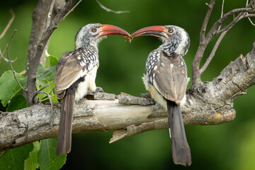 Two hornbills perch on a branch, feeding eachother in a natural forest setting. © Sjors