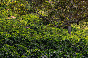 Coffee plants are thriving on a tropical hillside in Boquete, Panama, with a large tree providing shade to the dense, organic greenery under a clear sky - stock photo
