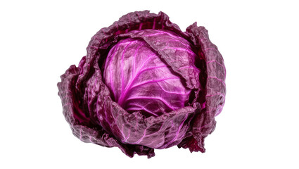 Obraz premium Isolated fresh vibrant purple red cabbage head for healthy cooking and culinary use